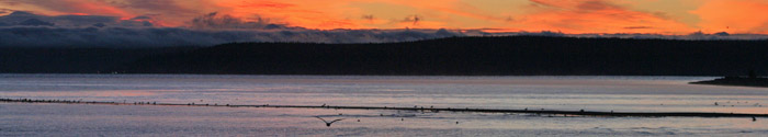 Gulls at sunrise over Sequim Bay